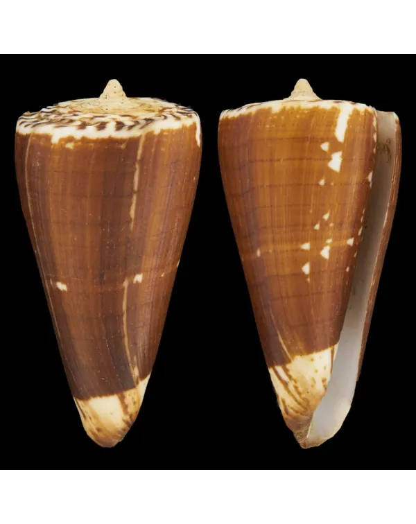 Conus (Strategoconus) Maldivus