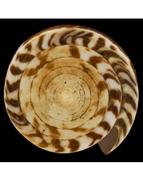 Conus (Strategoconus) Maldivus
