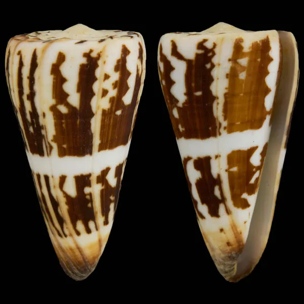 Conus (Strategoconus) Maldivus