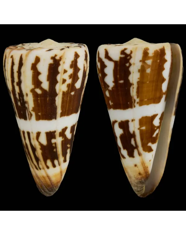 Conus (Strategoconus) Maldivus