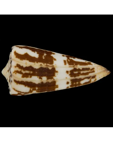 Conus (Strategoconus) Maldivus