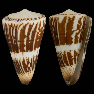 Conus (Strategoconus) Maldivus