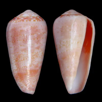 Conus Solangeae