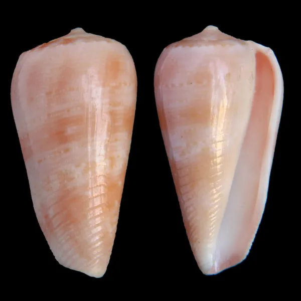 Conus Solangeae