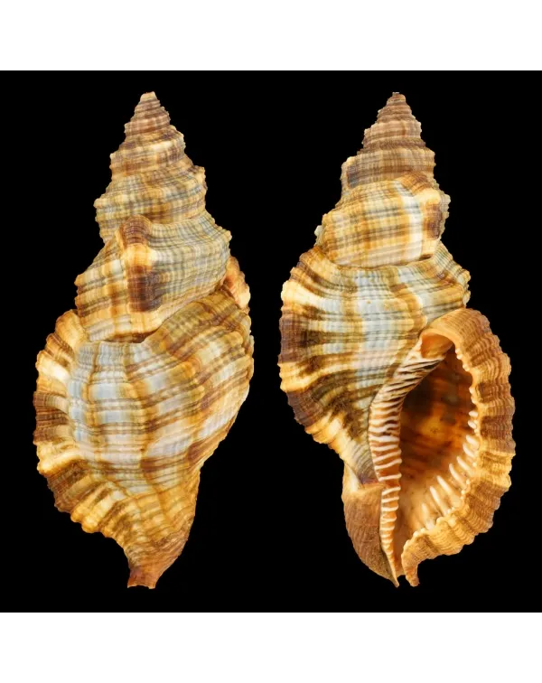Monoplex Pilearis