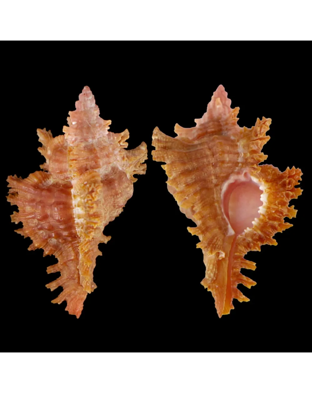 Chicoreus Strigatus Red