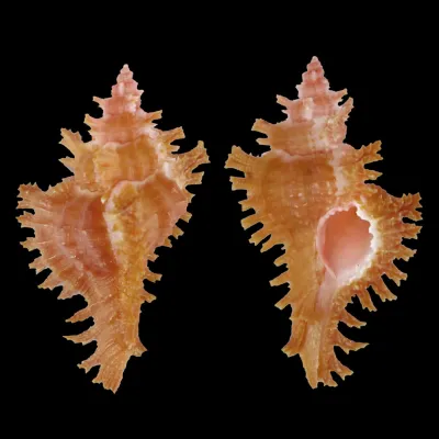 Chicoreus Strigatus Red