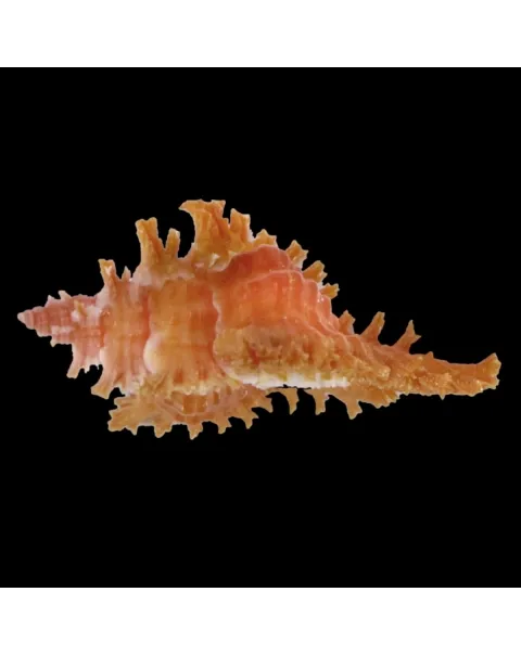 Chicoreus Strigatus Red