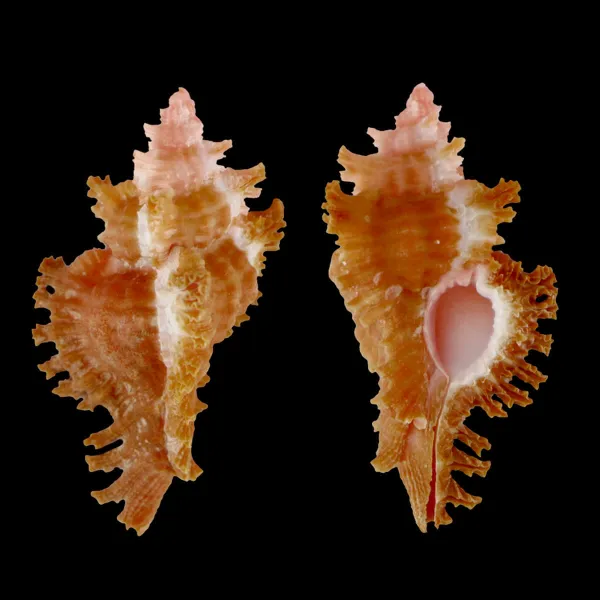 Chicoreus Strigatus Red