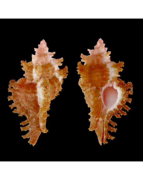 Chicoreus Strigatus Red