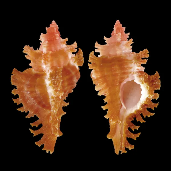 Chicoreus Strigatus Red