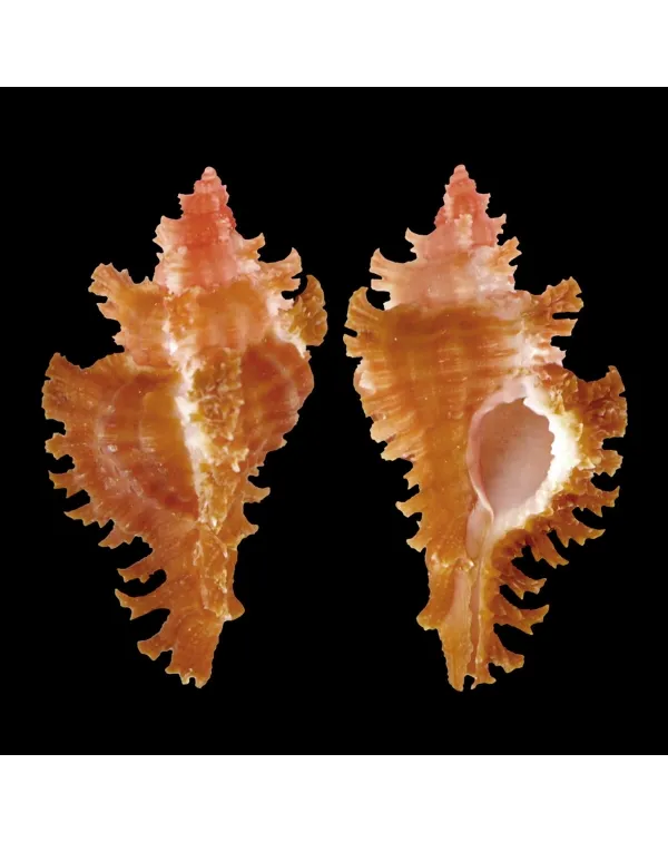 Chicoreus Strigatus Red