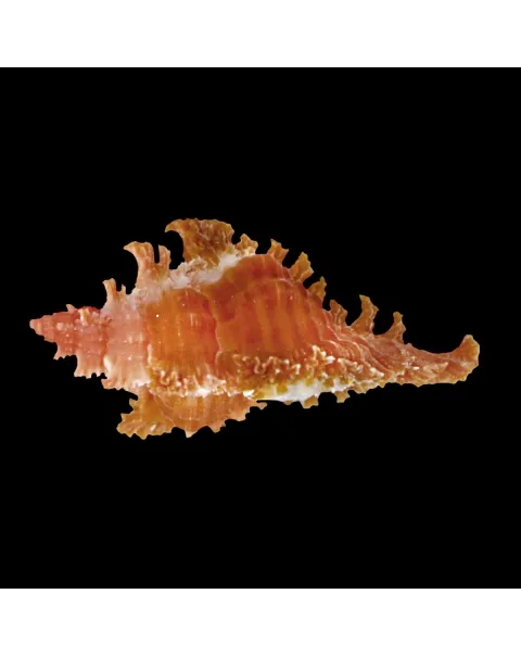 Chicoreus Strigatus Red