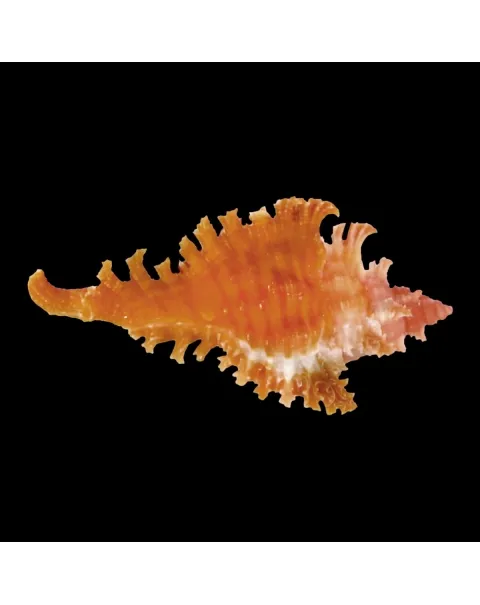 Chicoreus Strigatus Red