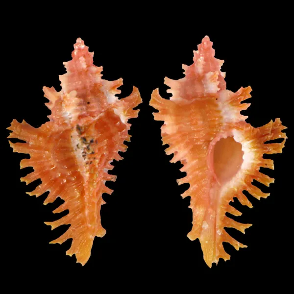Chicoreus Strigatus Red