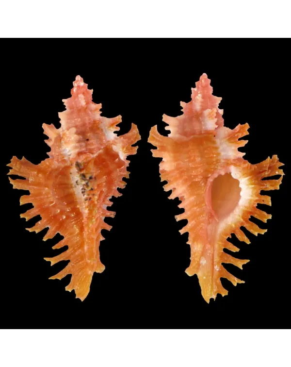 Chicoreus Strigatus Red