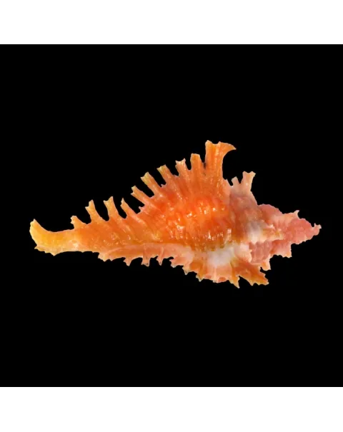 Chicoreus Strigatus Red