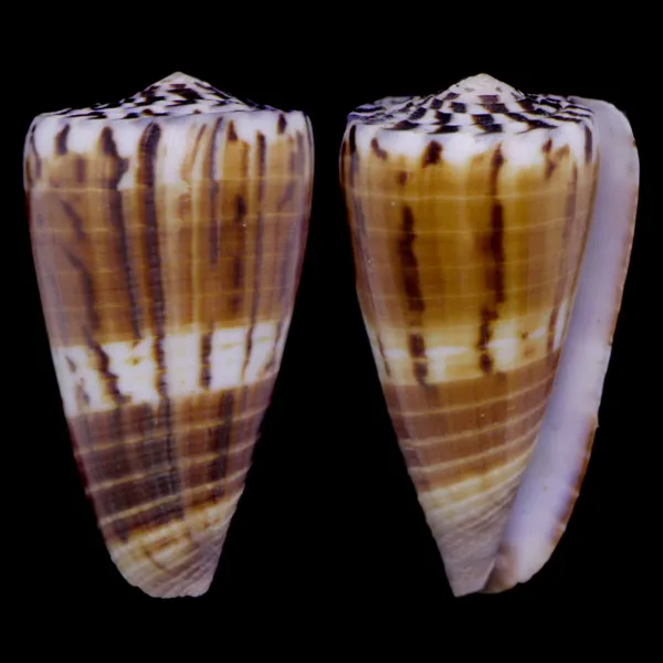 Strategoconus Vitulinus