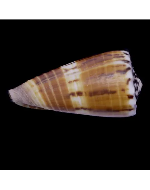 Strategoconus Vitulinus