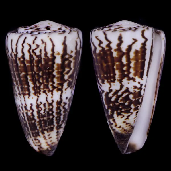Strategoconus Vitulinus