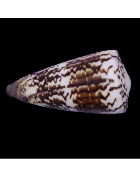 Strategoconus Vitulinus