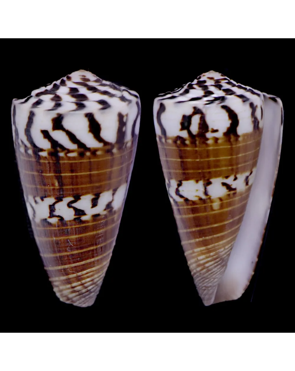 Strategoconus Vitulinus