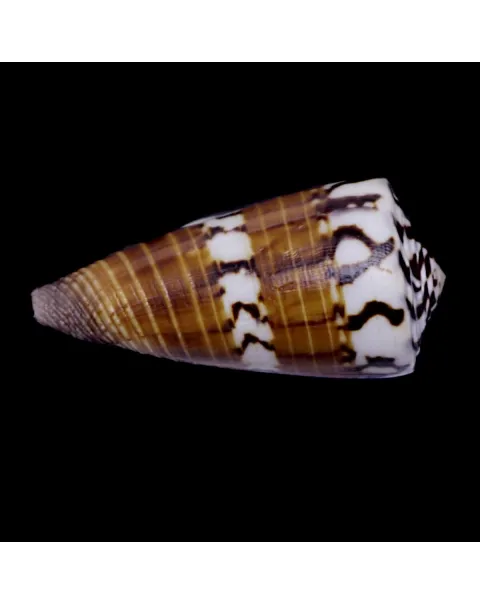 Strategoconus Vitulinus