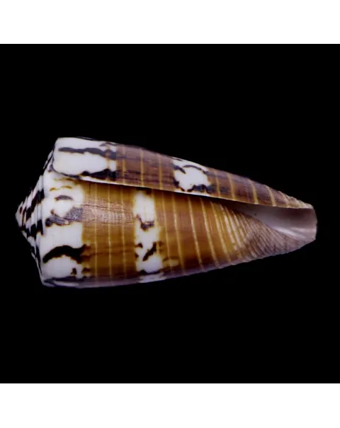 Strategoconus Vitulinus