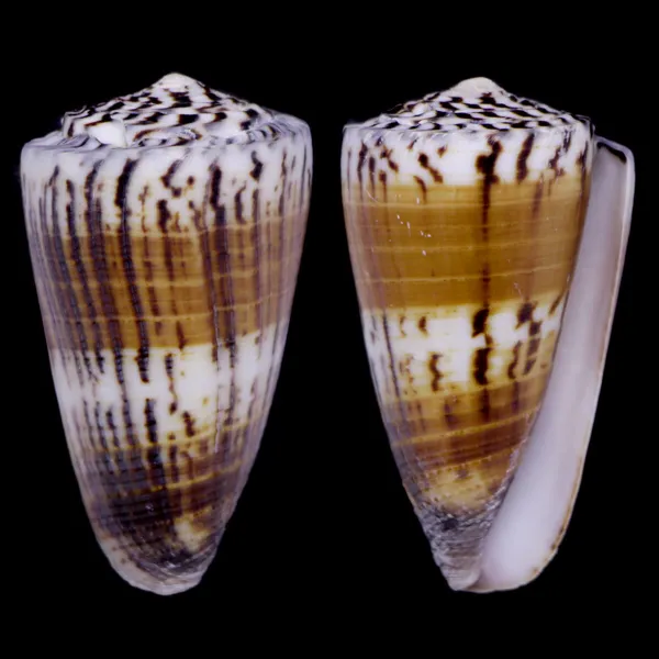 Strategoconus Vitulinus