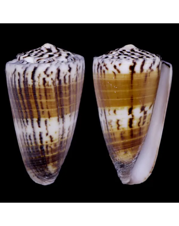 Strategoconus Vitulinus