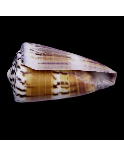 Strategoconus Vitulinus