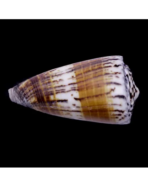 Strategoconus Vitulinus