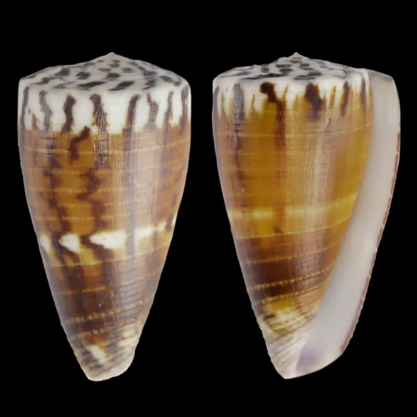 Strategoconus Vitulinus