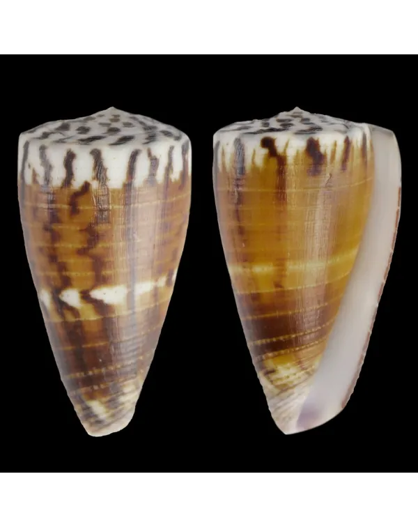 Strategoconus Vitulinus