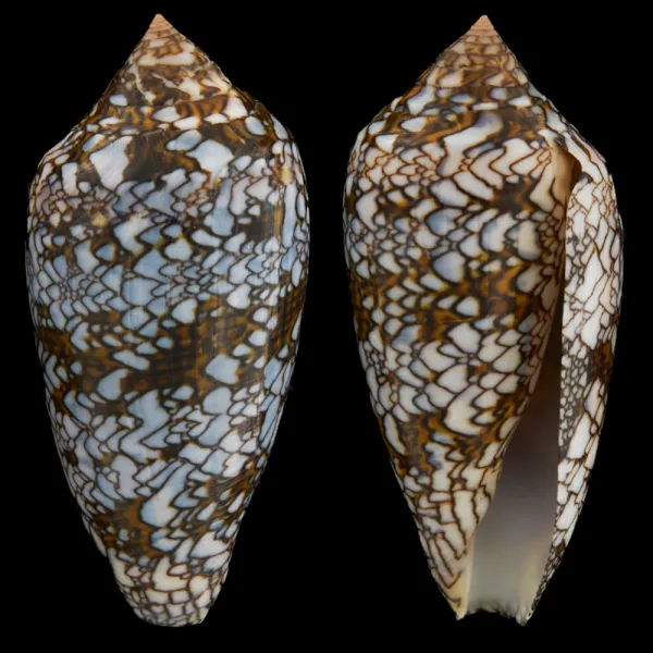 Conus Textile f. Albospiratus