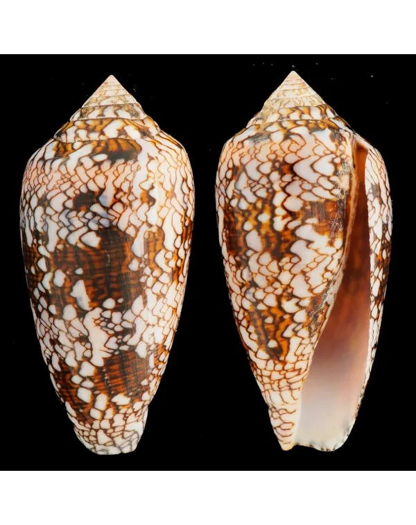 Conus Textile f. Albospiratus