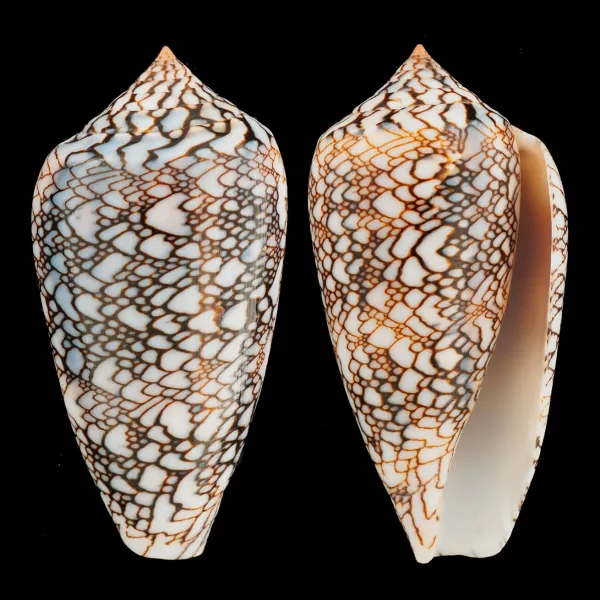Conus Textile f. Albospiratus "Snake"