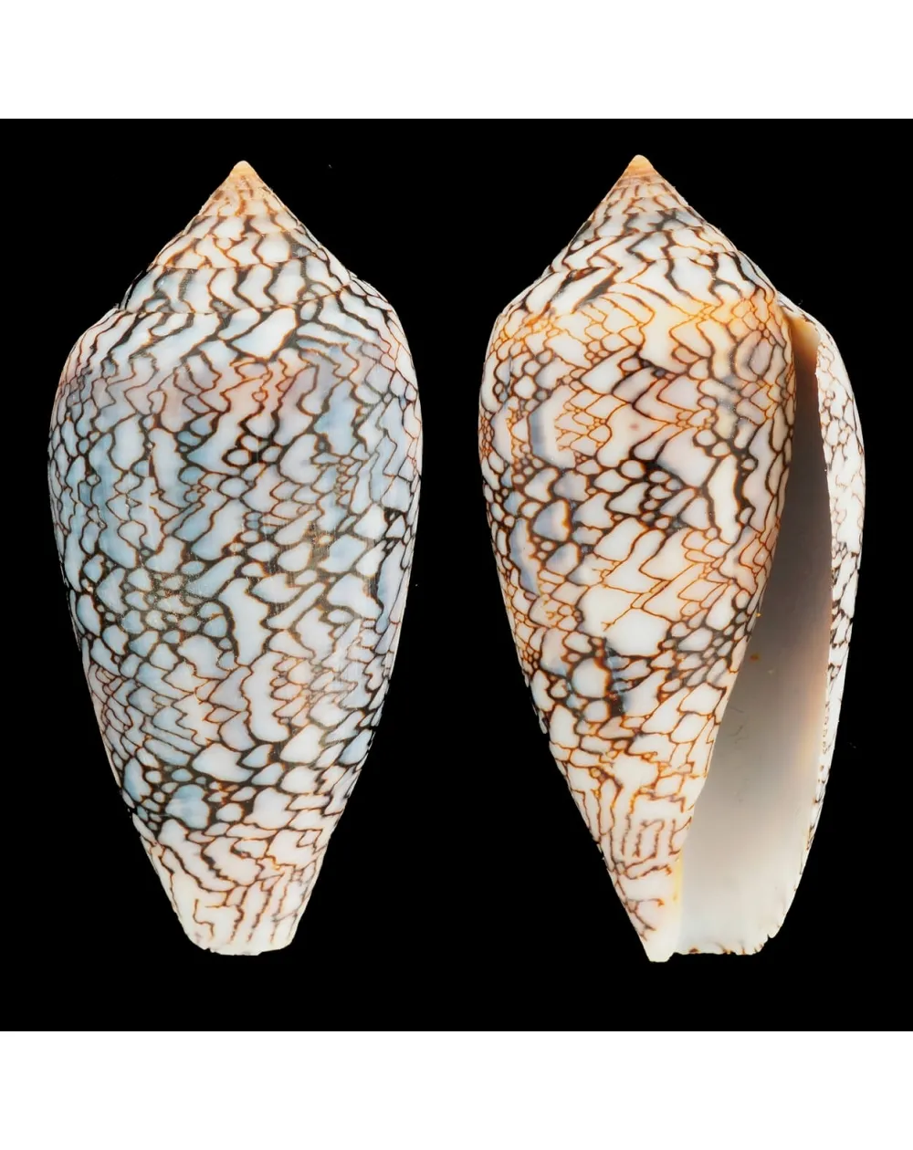Conus Textile f. Albospiratus "Snake"