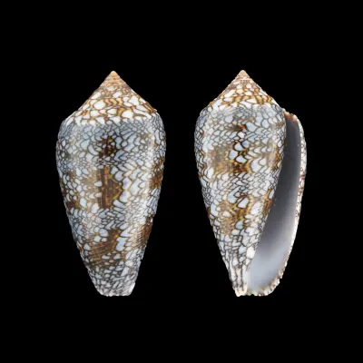Conus Textile Textile f. Blue