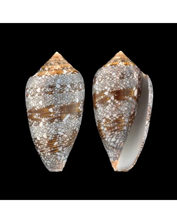 Conus Textile Textile f. Blue