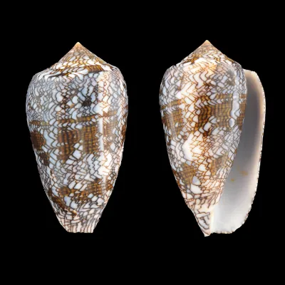 Conus Textile Textile f. Blue