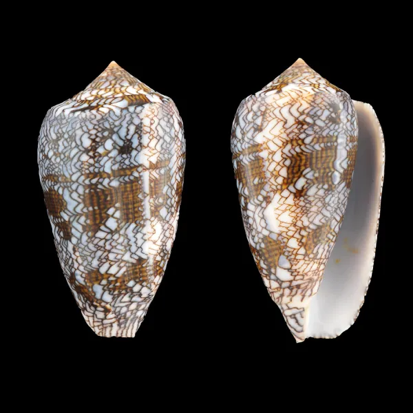 Conus Textile Textile f. Blue