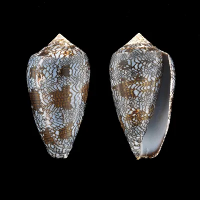 Conus Textile Textile f. Blue