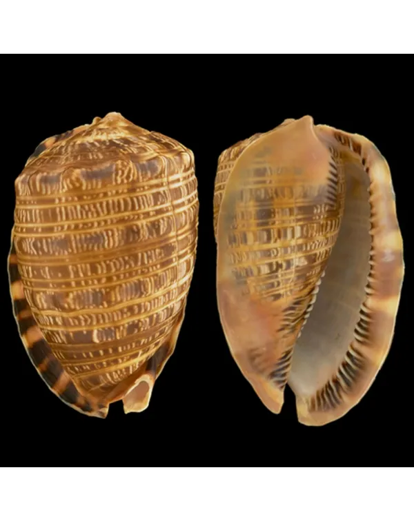 Cypraecassis Tenius