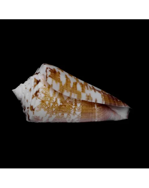 Calibanus Thalassiarchus Azona