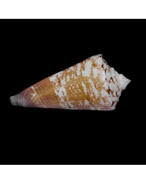 Calibanus Thalassiarchus Azona