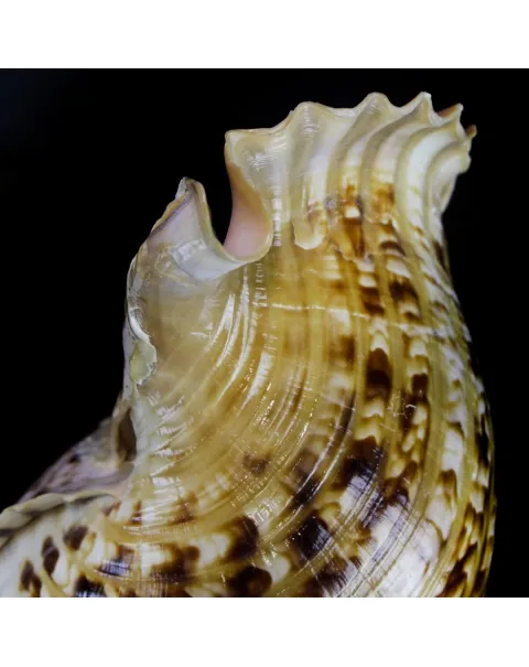 Charonia Tritonis su piedistallo