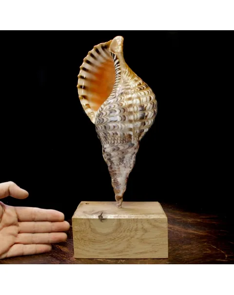Charonia Tritonis su piedistallo