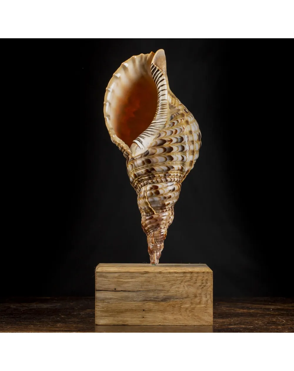 Charonia Tritonis su piedistallo
