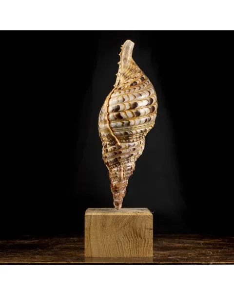 Charonia Tritonis su piedistallo